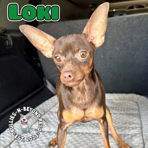 LOKI - Miniature Pinscher available for adoption