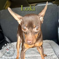Loki - Photo 3