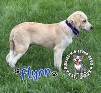 Flynn - Photo 4