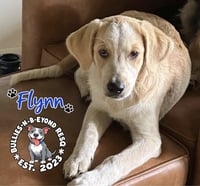 Flynn - Photo 3