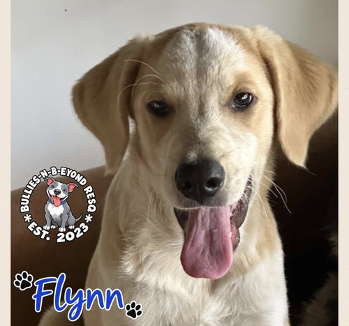 FLYNN - Great Pyrenees / Australian Cattle Dog/Blue Heeler available for adoption