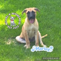 The M Litter: Marley - Photo 3