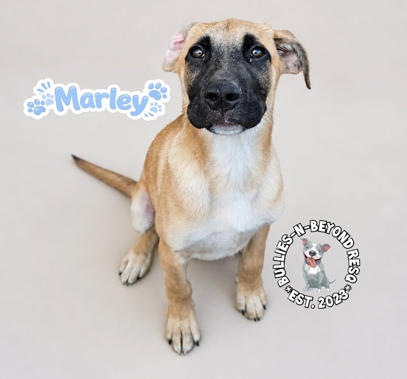 The M Litter: Marley Image