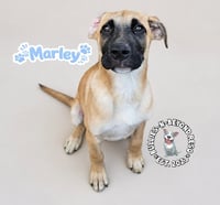 The M Litter: Marley - Photo 1