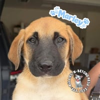 The M Litter: Marley - Photo 4