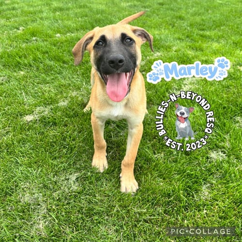 THE M LITTER: MARLEY - Terrier available for adoption