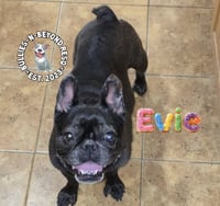 Evie - Photo 3