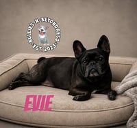 Evie - Photo 2