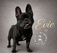 Evie - Photo 1
