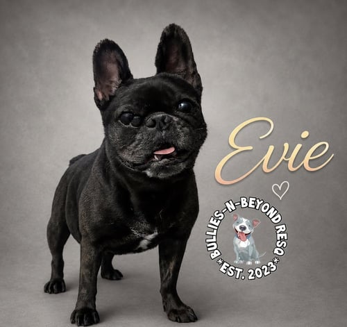 EVIE - French Bulldog for adoption in Omaha