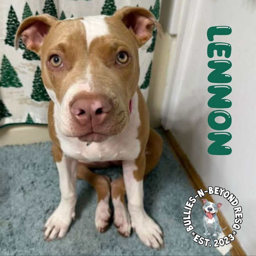 LITTER OF 6: LENNON - Staffordshire Bull Terrier available for adoption