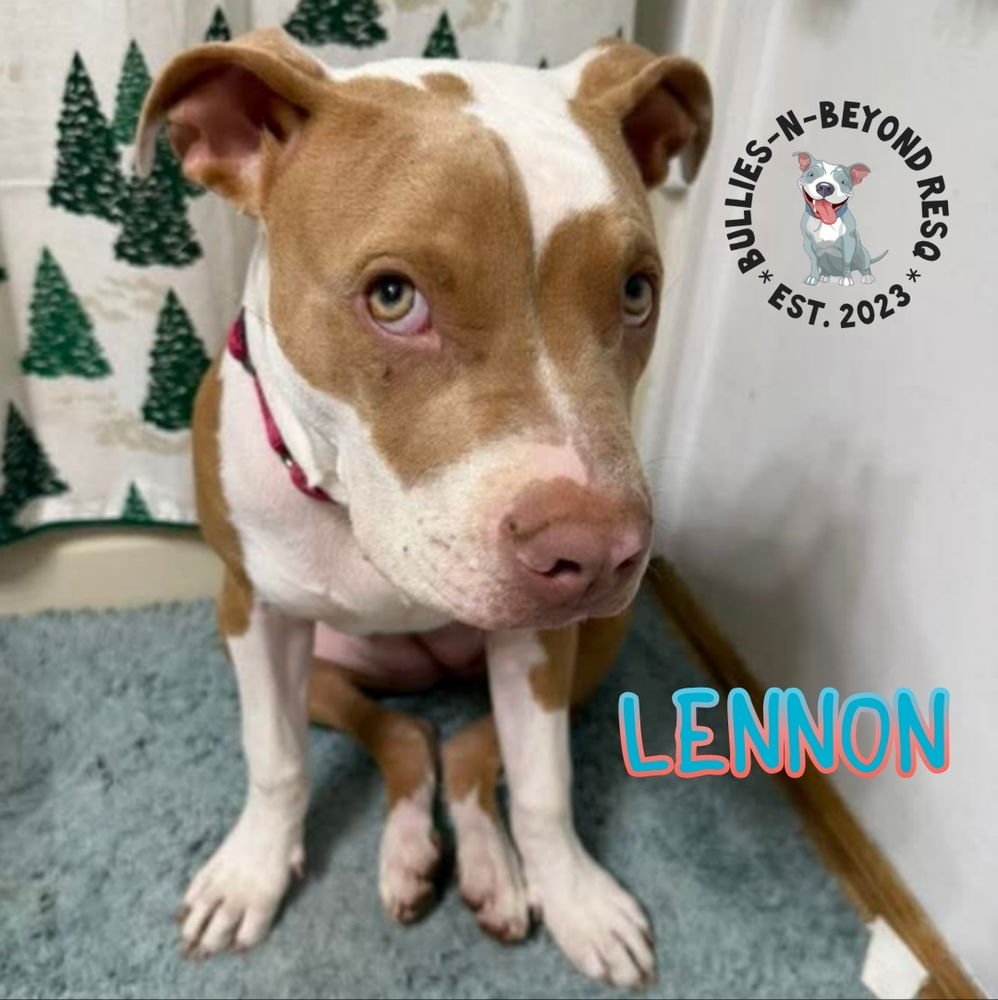 LITTER OF 6: LENNON - Staffordshire Bull Terrier available for adoption