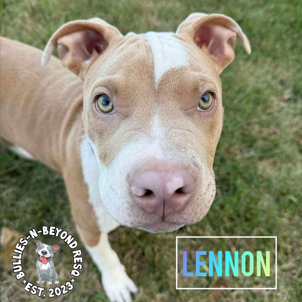 Litter of 6: Lennon - Photo 4