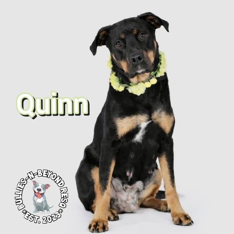 Quinn Image