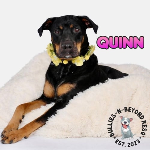 QUINN - Rottweiler available for adoption