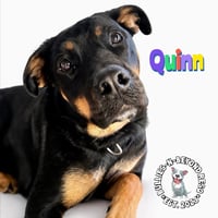 Quinn - Photo 3