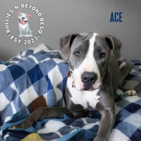 Ace - Photo 4