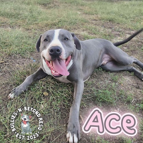 ACE - Staffordshire Bull Terrier available for adoption