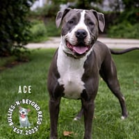 Ace - Photo 2