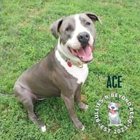 Ace - Photo 3