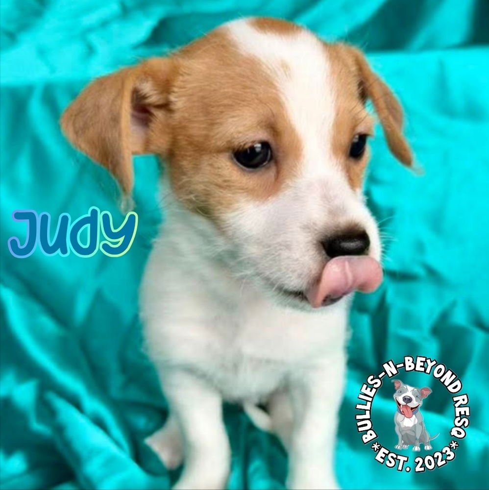 HOLLYWOOD LITTER: JUDY - Terrier / Poodle (unknown type) for adoption in Omaha
