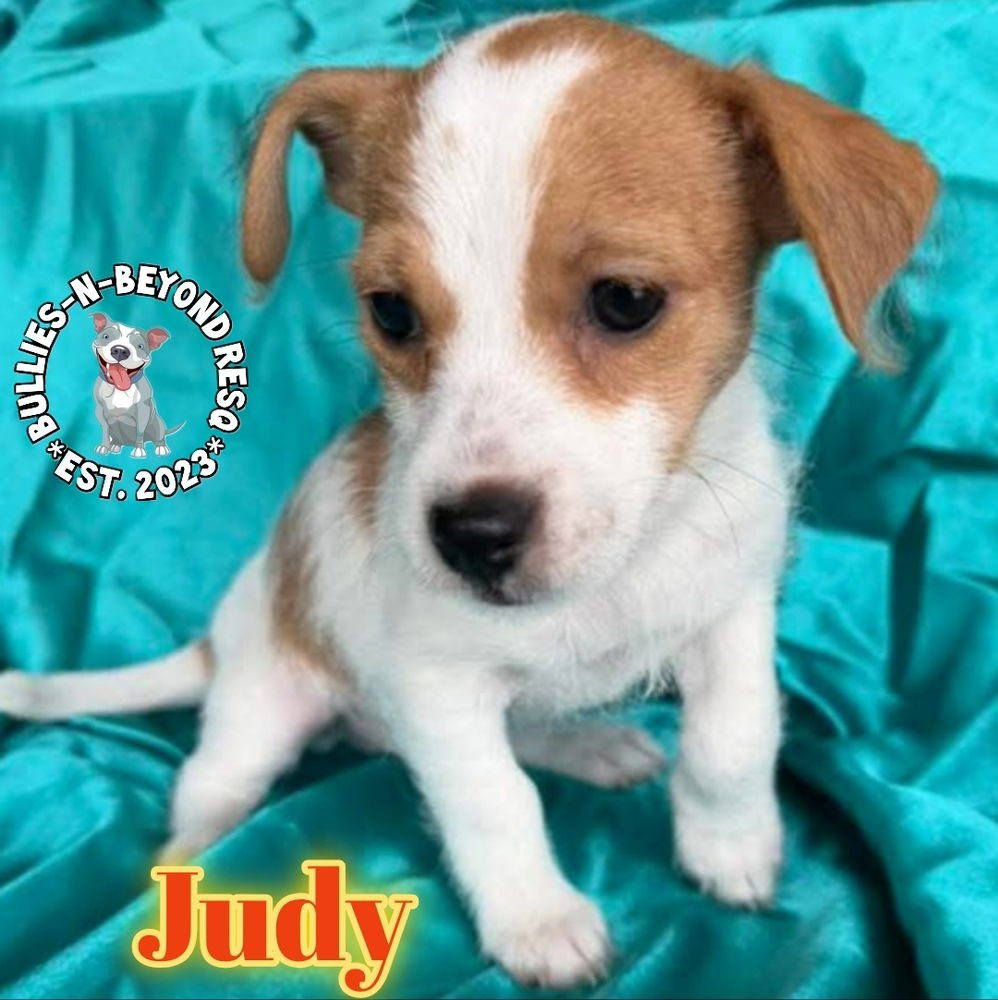 Hollywood Litter: Judy - Photo 4