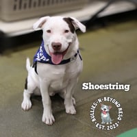 Shoestring - Photo 4