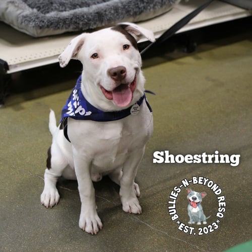 SHOESTRING - Staffordshire Bull Terrier / Australian Cattle Dog/Blue Heeler available for adoption