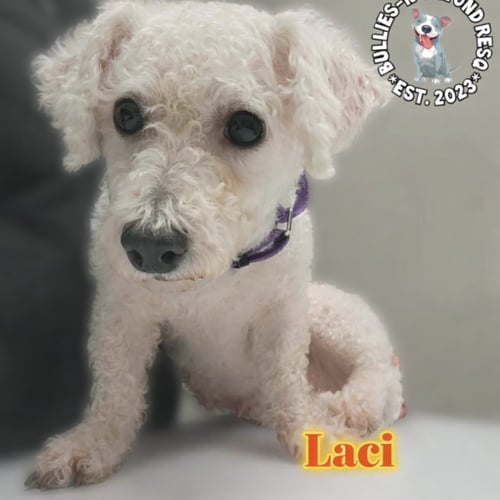 LACI - Bichon Frise available for adoption