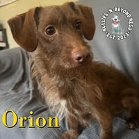Orion - Photo 1