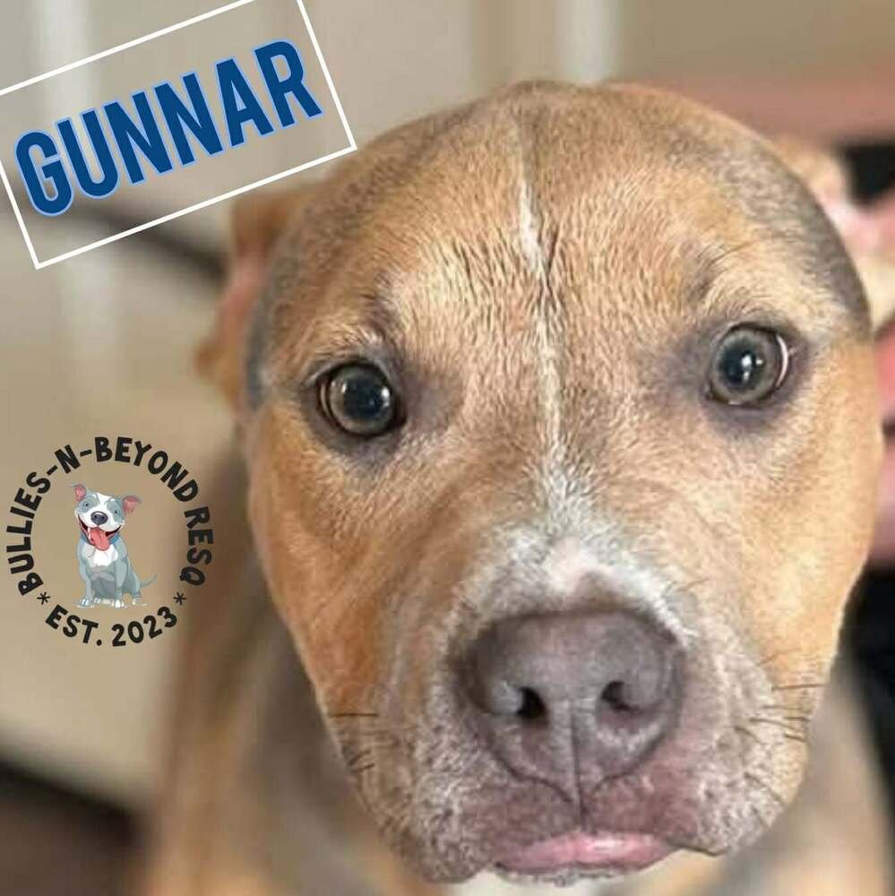 GUNNAR - American Pit Bull Terrier for adoption in Omaha