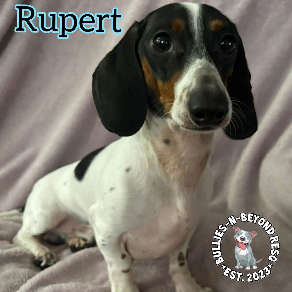 RUPERT - Dachshund available for adoption