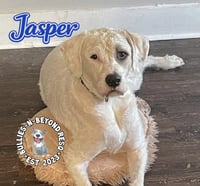 Jasper - Photo 4