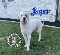 Jasper - Photo 2