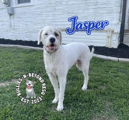JASPER - Bernese Mountain Dog / Pit Bull Terrier available for adoption