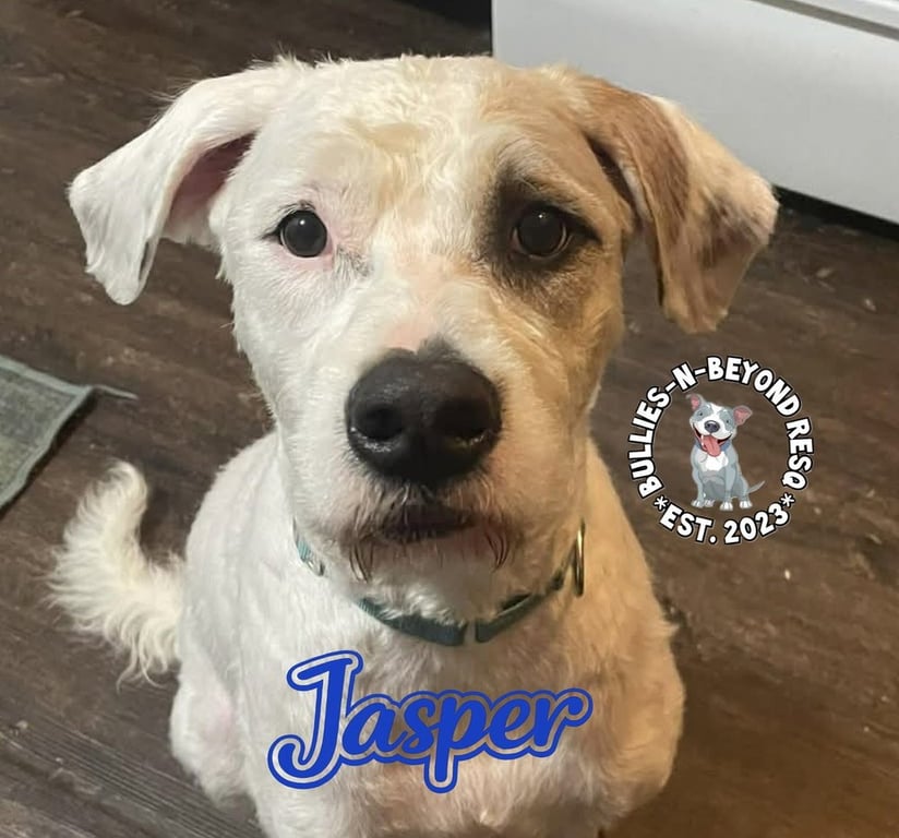 Jasper Image