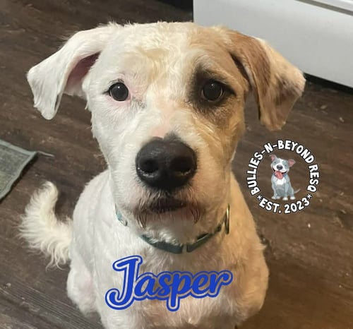 JASPER - Bernese Mountain Dog / Pit Bull Terrier available for adoption