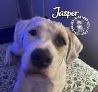 Jasper - Photo 3