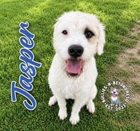 Jasper - Photo 1