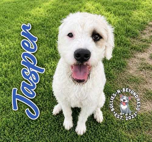 JASPER - Bernese Mountain Dog / Pit Bull Terrier for adoption in Omaha