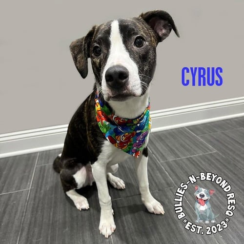 CYRUS - American Staffordshire Terrier / Australian Shepherd available for adoption