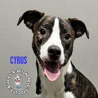 Cyrus - Photo 3