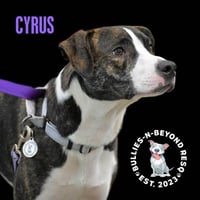 Cyrus - Photo 4