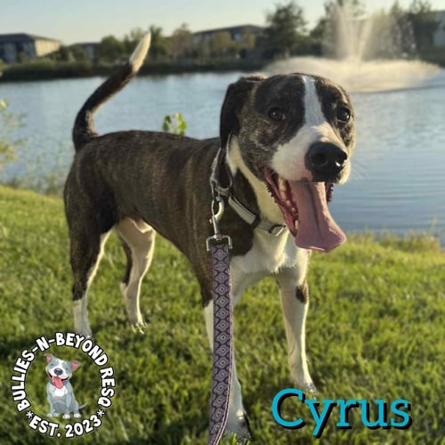 CYRUS - American Staffordshire Terrier / Australian Shepherd for adoption in Omaha