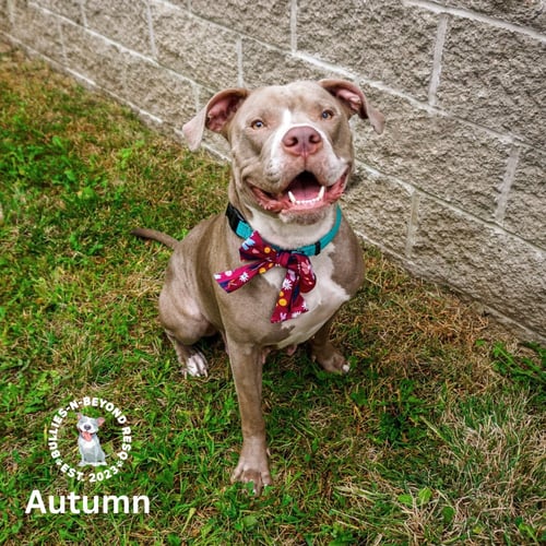 ASPEN - American Staffordshire Terrier available for adoption