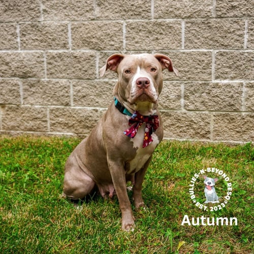 ASPEN - American Staffordshire Terrier available for adoption
