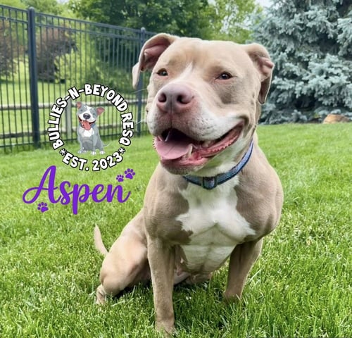 ASPEN - American Staffordshire Terrier available for adoption