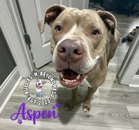 Aspen - Photo 3