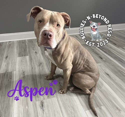 ASPEN - American Staffordshire Terrier for adoption in Omaha