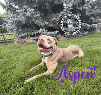 Aspen - Photo 4